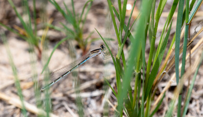 A Familiar Bluet (Enallagma civile) Damselfly Perched on a Blade of Grass