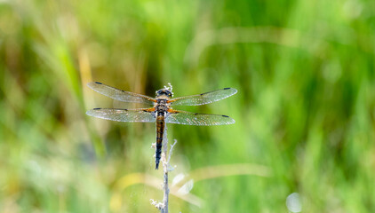 A Four-spotted Skimmer (Libellula quadrimaculata) Dragonfly Perched on Dry Vegetation