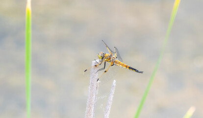 A Four-spotted Skimmer (Libellula quadrimaculata) Dragonfly Perched on Dry Vegetation