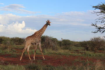 Giraffe / Giraffe / Giraffa Camelopardalis