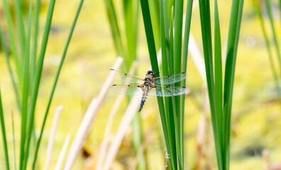 A Four-spotted Skimmer (Libellula quadrimaculata) Dragonfly Perched on Dry Vegetation
