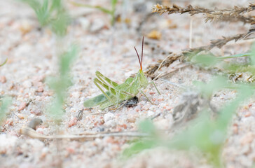A Large Green Fool Grasshopper (Acrolophitus hirtipes) Perched on the Ground