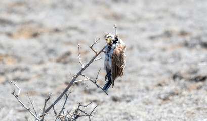 Horned Lark (Eremophila alpestris) Impaled on a Stick by a Loggerhead Shrike on the Plains of Colorado