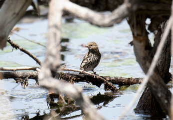 A Pine Siskin (Spinus pinus) Perched on a Log Over a River