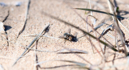 A Small Black Tachynid Fly (Gonia) Perched on the Ground