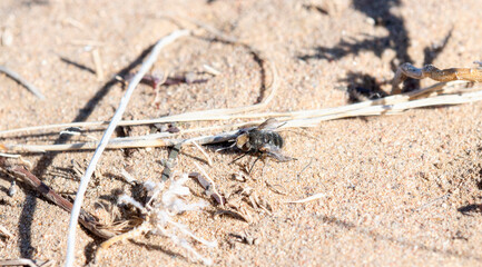 A Small Black Tachynid Fly (Gonia) Perched on the Ground