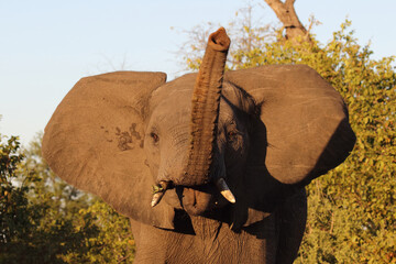 Afrikanischer Elefant / African elephant / Loxodonta africana
