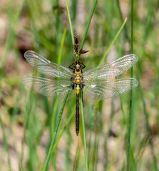 A Teneral Belted Whiteface (Leucorrhinia proxima) Dragonfly Perched on Vegetation