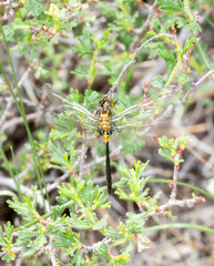 A Teneral Belted Whiteface (Leucorrhinia proxima) Dragonfly Perched on Vegetation