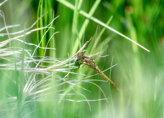 A Variegated Meadowhawk (Sympetrum corruptum) Dragonfly Perched on Dried Vegetation