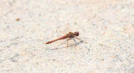 A Variegated Meadowhawk (Sympetrum corruptum) Dragonfly Perched on the Ground