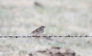 A Vesper Sparrow (Pooecetes gramineus) Perched on Barbed Wire on the Pawnee Grasslands in Colorado