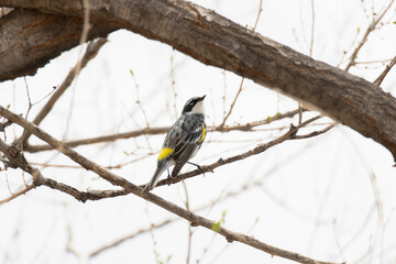 A Yellow-rumped Warbler (Setophaga coronata) Perched on a Tree Branch During Spring Migration in Colorado
