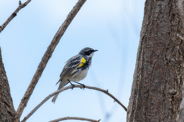 A Yellow-rumped Warbler (Setophaga coronata) Perched on a Tree Branch During Spring Migration in Colorado