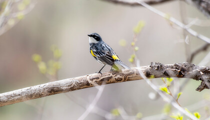 A Yellow-rumped Warbler (Setophaga coronata) Perched on a Tree Branch During Spring Migration in Colorado