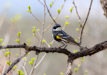 A Yellow-rumped Warbler (Setophaga coronata) Perched on a Tree Branch During Spring Migration in Colorado
