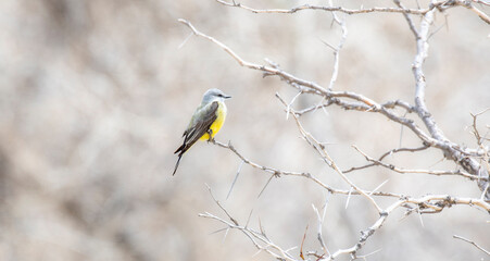 A Western Kingbird (Tyrannus verticalis) Perched in a Tree on the Plains of Colorado