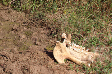 Flußpferd / Hippopotamus / Hippopotamus amphibius..