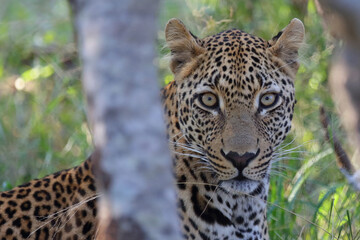 Leopard / Leopard / Panthera pardus.