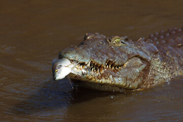 Nilkrokodil / Nile crocodile / Crocodylus niloticus..