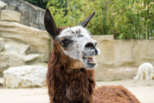 Un lama, la bouche ouverte qui parle