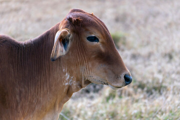 head of brown Nelore cattle in the pasture - obrazy, fototapety, plakaty