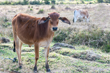 Obraz na płótnie Canvas brown Nelore cattle in the pasture