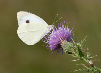 Large White
