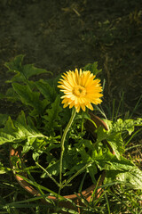 yellow dandelion in a pot on the ground