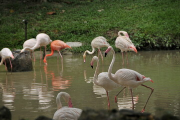 white and pink flamingos