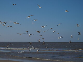 Silbermöwen im Flug, flying gulls