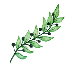 Watercolors, green leaves, blue leaf, flowers on a branch. Olive, tropical, field branches.Illustration for wedding design, invitations and postcards.
