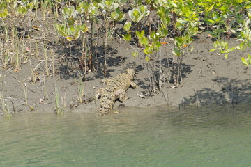 インド　世界遺産スンダルバンス国立公園のワニ