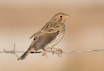Corn Bunting