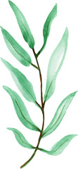 Watercolors, green leaves, blue leaf, flowers on a branch. Olive, tropical, field branches.Illustration for wedding design, invitations and postcards.