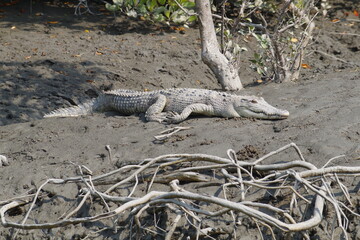 インド　世界遺産スンダルバンス国立公園のワニ