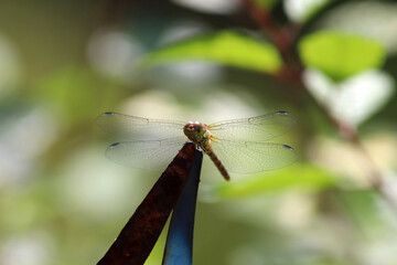 Libelle mit wunderschöner Flügeladerung