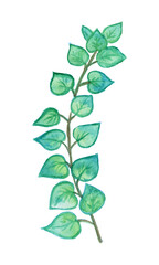 Watercolors, green leaves, blue leaf, flowers on a branch. Olive, tropical, field branches.Illustration for wedding design, invitations and postcards.