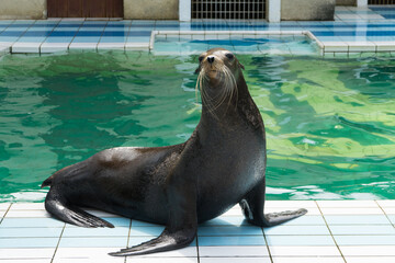 Otarie sur le bord de la piscine