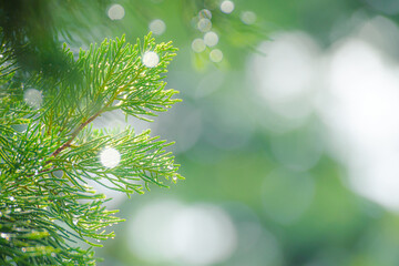 Fototapeta na wymiar pine tree with morning dew on branch.