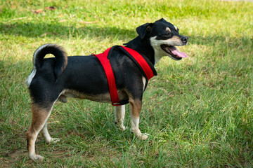 Small Mogrel Black Dog is Happy Walking in the Public Park in Medellin, Colombia