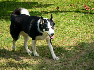 Mongrel Border Collie Dog is Happy Walking in the Public Park in Medellin, Colombia