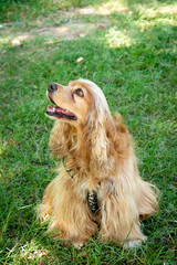 Cocker Mongrel Dog is Happy in the Public Garden, in Medellin, Colombia