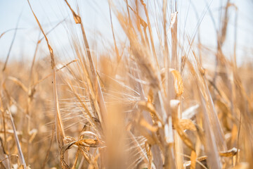 Golden barley field. Dry barley field during drought.