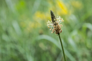 Blooming Ribwort plantain in nature reserve Kruisbergse Bossen in the Achterhoek