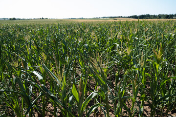 Corn field in Northern Europe. Corn plantation in Estonia.