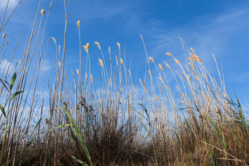rice plant (Oryza sativa), low viewpoint with blue sky in the background in Ebro Delta, Spain