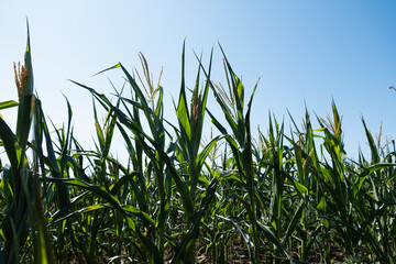 Corn field in Northern Europe. Corn plantation in Estonia.