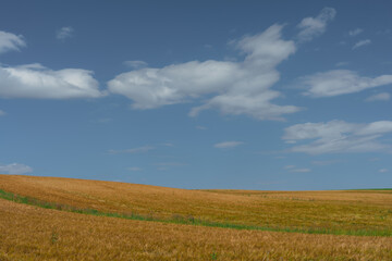 Fototapeta na wymiar mature barley fields of Toten, Norway