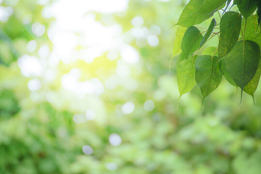 Bodhi leaves with morning dew.